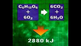 GCSE Science Revision  Aerobic Respiration [upl. by Beret746]