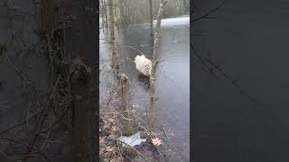 Ice Ice Baby  Pomeranian dogs walking on ice at the breeder family pomeranian dogs shorts [upl. by Quartis910]