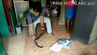 EVAKUASI ULAR COBRA MASUK RUMAH JANGAN PANIK [upl. by Irap]