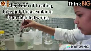 Explant Inoculation in MS medium Plant Tissue culture [upl. by Trabue]