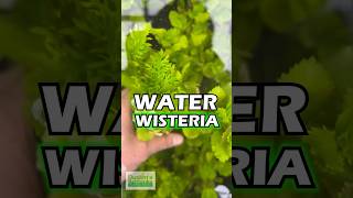 Want An Easy Beginner Plant WATER WISTERIA [upl. by Eitsyrc]