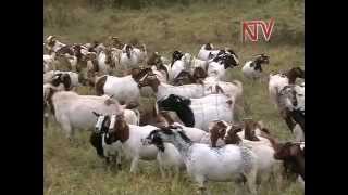 On the Farm Goat Rearing [upl. by Nalyr]