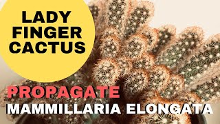 Propagate Mammillaria Elongata Lady Finger Cactus [upl. by Juni]