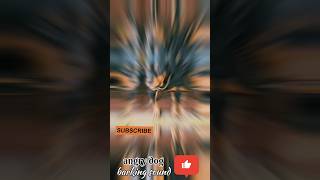 angry dogbarking soundviral shorts video [upl. by Odrareve]