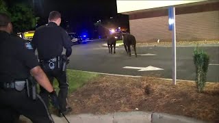 Tractor trailer hauling cattle overturns on Georgia interstate [upl. by Imehon]