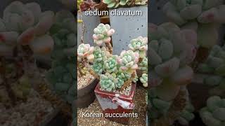 Korean succulents  sedum clavatum [upl. by Adnuahsal]