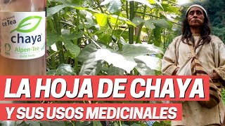 Usos medicinales de la planta Chaya Chicasquil Cnidoscolus aconitifolius Uso medicinal Tamales [upl. by Ettenan]