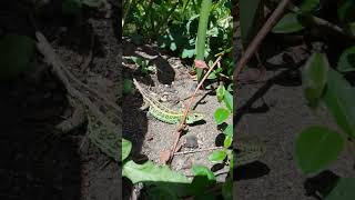 Paarungsbereites Männchen der Zauneidechse Lacerta agilis beim sonnenbaden [upl. by Atsirk]