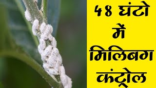 48 घंटो में मिलिबग कंट्रोल । Mealybug Control [upl. by Aihcila]