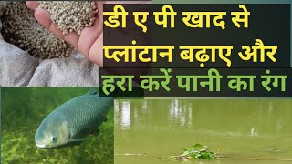 तालाब में plankton  green water colour हरा रंग कैसे बनाएं पानी का DAP खाद से मछली का प्राकृतिक भोजन [upl. by Jacquie]