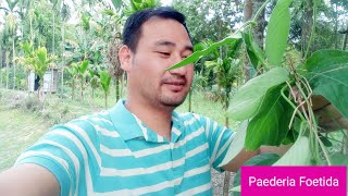 Net Fishing  Paederia Foetida with Poteto and Fish Curry [upl. by Haroldson]