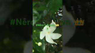 💮🌼Tabernaemontana DivaricataPinwheel flowers AmazingYoutube shorts04 [upl. by Hanan561]