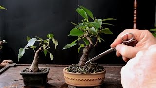 Keeping a Bonsai Tree Small Dec 2016 [upl. by Aiouqes266]