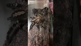 Tarantula Jumping Poecilotheria ornata [upl. by Cayser]