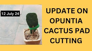 UPDATE ON OPUNTIA CACTUS PAD CUTTING [upl. by Hsekin]