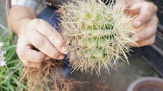 Trasplante de Cactus Asiento de suegra [upl. by Ennaitsirhc473]