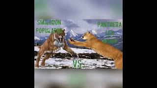 Smilodon Populator Vs Panthera Leo Atrox American Lion [upl. by Anod67]