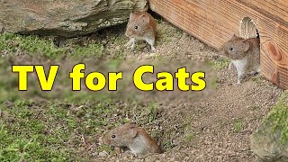 Cat TV  Mice Videos for Cats to Watch Extravaganza 🐭 Mouse Fun [upl. by Yddub]