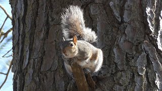 Squirrel Yard Patrol [upl. by Ahsilak]