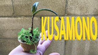 Kusamono  Silver Squill and Stonecrop  Poor Mans Bonsai [upl. by Hcir]