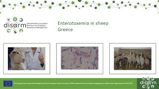 Enterotoxemia in sheep [upl. by Voe845]