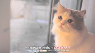 Sqweez Animal สควีซ แอนนิมอล  คำบางคำ Enchanté  OFFICIAL MV [upl. by Electra]