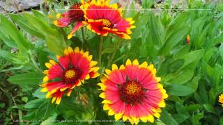 Gaillardia Growing Guide Blanket Flower by GardenersHQ [upl. by Mar]