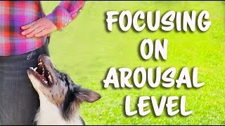 Focusing on arousal level for flashy heelwork  Dog Training by Kikopup [upl. by Auqkinahs]