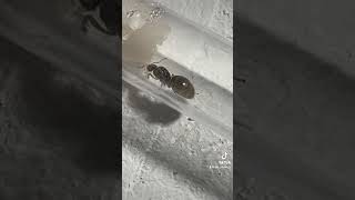 Lasius Flavus Teil 1 ameisenhaltung ants antplanet insects insekten [upl. by Gnilyam]