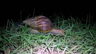 Lissachatina fulica African Giant Snail [upl. by Swec]