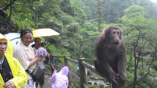 Wild monkey attacking tourists in Mt Emei China HD [upl. by Aernda903]