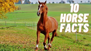 Horse Facts For Kids  Horse Facts  Facts About Horses  Horses For Kids [upl. by Marion]