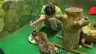 Lion vs Tiger vs Cougar interaction [upl. by Morey]