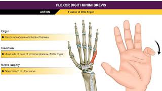 Flexor digiti minimi brevis  Hypothenar muscles  Animation without narration [upl. by Anir]