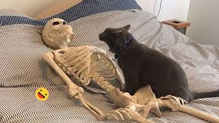 Funny Dogs And Cats Videos 2023 😅  Best Funniest Animal Videos Of The Month 🥰👌 1 [upl. by Cyrill]