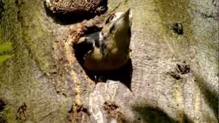 Great Spotted Woodpecker or Greater Spotted Woodpecker Juvenile Dendrocopos major  4 [upl. by Airotnahs]