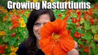 Growing Nasturtiums  An Edible EasytoGrow Cool Season Flower 🌺 [upl. by Okomom]