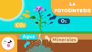 La fotosíntesis de las plantas  Ciencias naturales para niños [upl. by Noicpecnoc77]