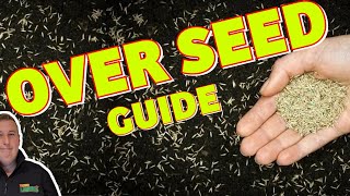 How to OVERSEED your lawn  Beginner diy lawn tips that WORK [upl. by Aneda]