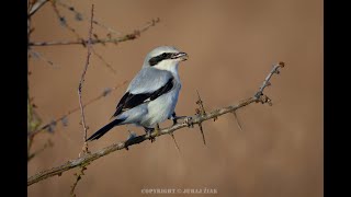 Strakoš sivý  Lanius excubitor Great grey shrike [upl. by Trenna]