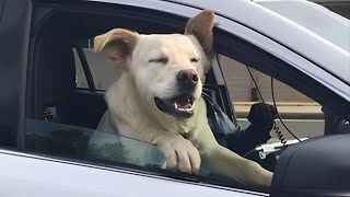 Funny Dogs And Cats Videos 2024 😅🐶 Best Funniest Animal Videos Of The Week [upl. by Alyks333]