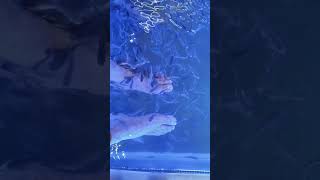 Fish Pedicure Fish Spa [upl. by Bick84]