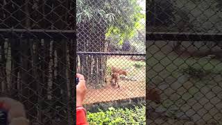 চিতাবাঘের জলপান করার বিরল দৃশ্য wildlife cheetah animals tiger viralshorts [upl. by Acker]