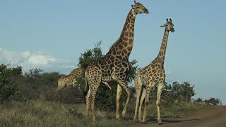 Mating Giraffes S218 Kruger NP 2022 nov 09 [upl. by Roana]