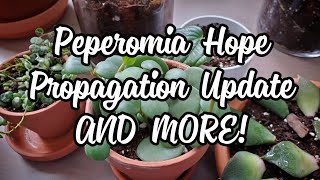 Peperomia Hope 7 Months After Propagation  AND MORE PLANTS [upl. by Buller]