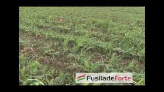 Fusilade Forte za suzbijanje uskolisnih korova Syngenta  U nasem ataru 434wmv [upl. by Silvain]