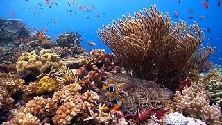 quotReefscapes Natures Aquariumquot ambient underwater relaxing natural coral reefs amp ocean nature HD [upl. by Emilie79]