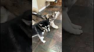 Morning Rituals malamutelovers alaskanmalamutes howlingdogs [upl. by Esau]