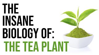 The Insane Biology and Cultivation of Tea  Masterclass on Tea Chapter 2 [upl. by Sikram]