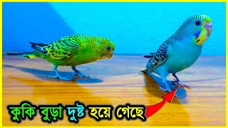 বাজেরিগার এতো চালাক হতে পারে আগে জানতাম না 💥 You Cant Believe How Clever Budgie Can Be ⚡ Jactok [upl. by Deenya]